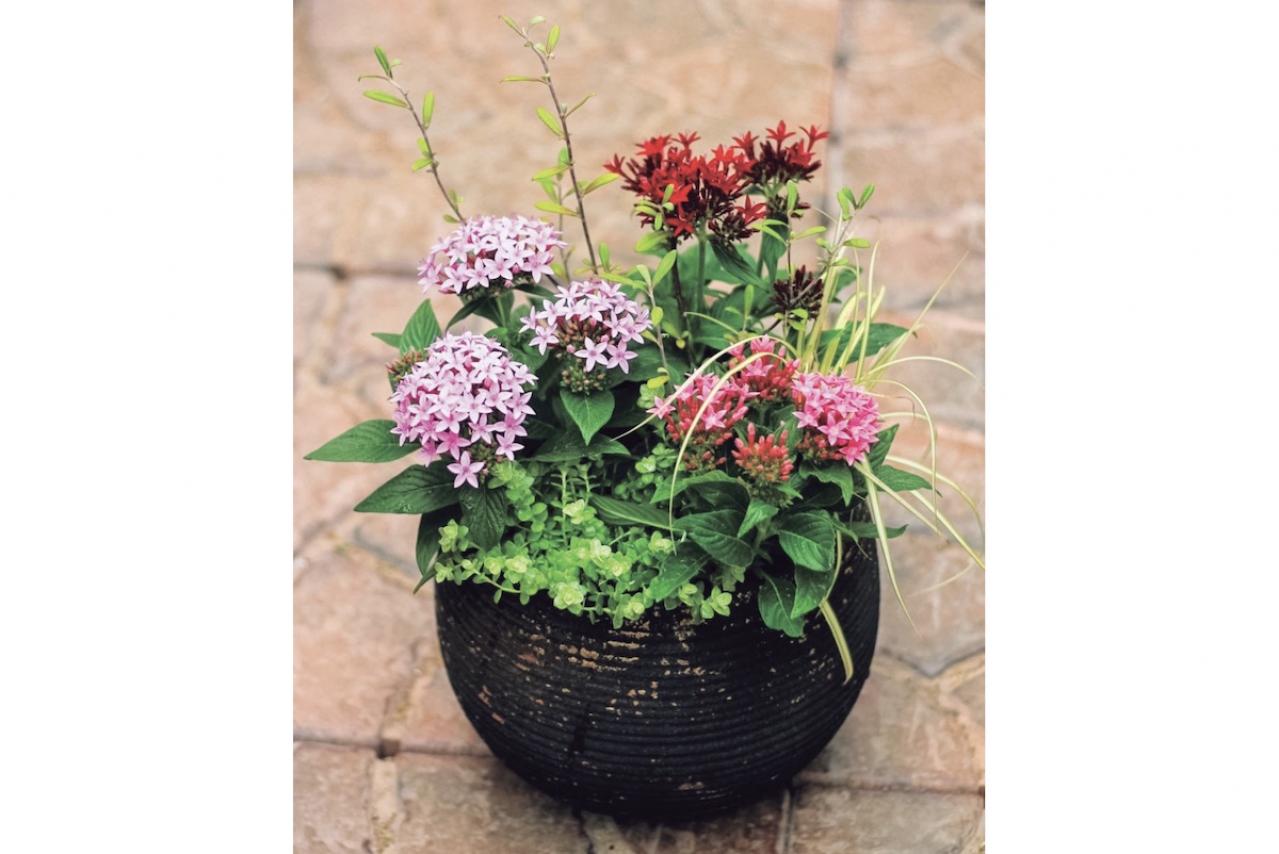 【ガーデニング】初心者でも簡単に作れる「3A」寄せ植えとは？ 夏じゅう楽しめて手入れもラク！