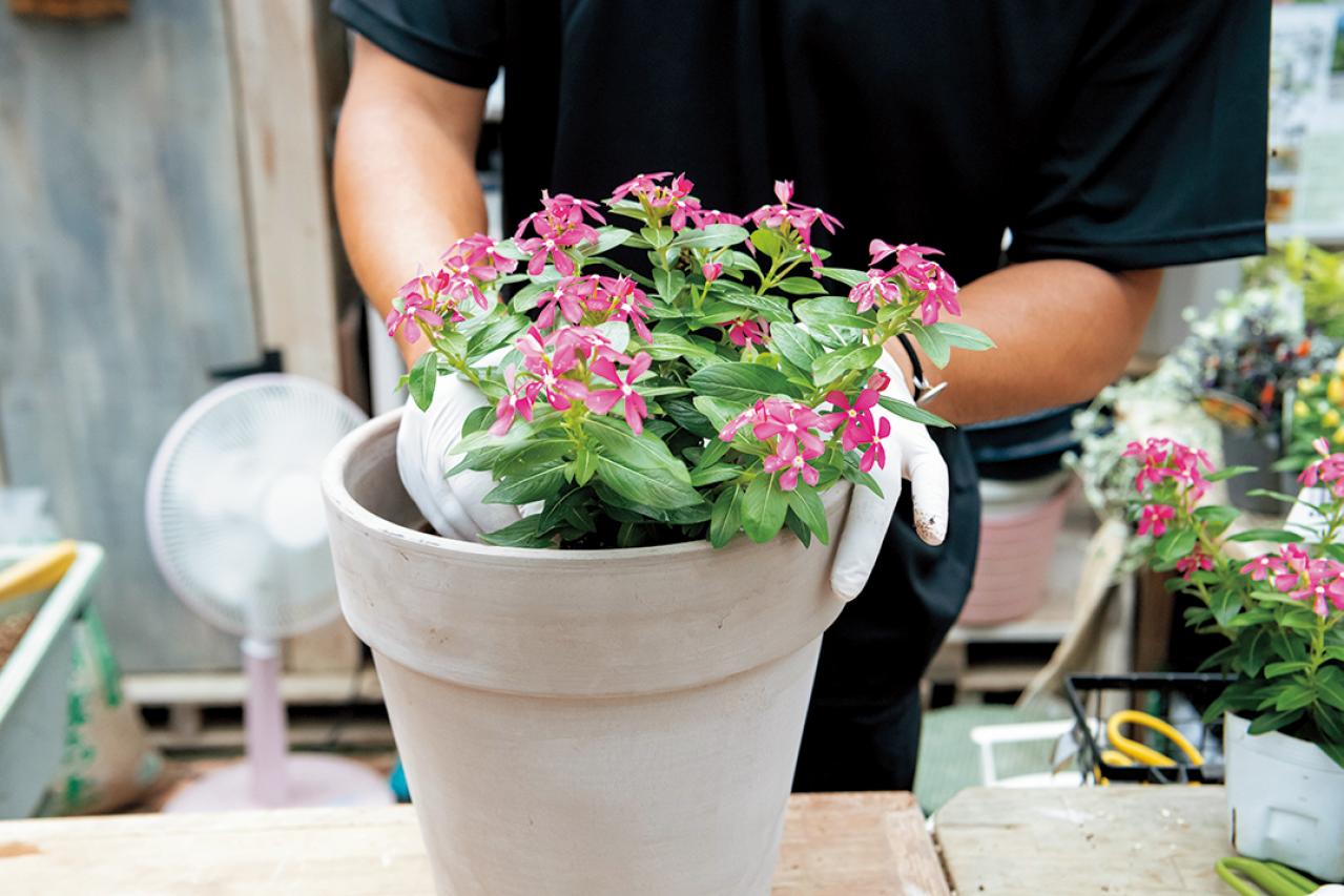 【ガーデニング】初心者でも簡単に作れる「3A」寄せ植えとは？ 夏じゅう楽しめて手入れもラク！（画像11）