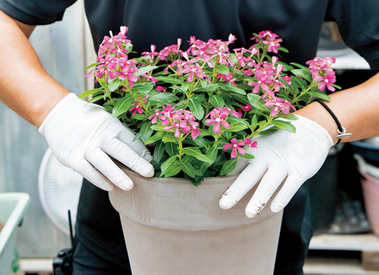 【ガーデニング】初心者でも簡単に作れる「3A」寄せ植えとは？ 夏じゅう楽しめて手入れもラク！（画像15）