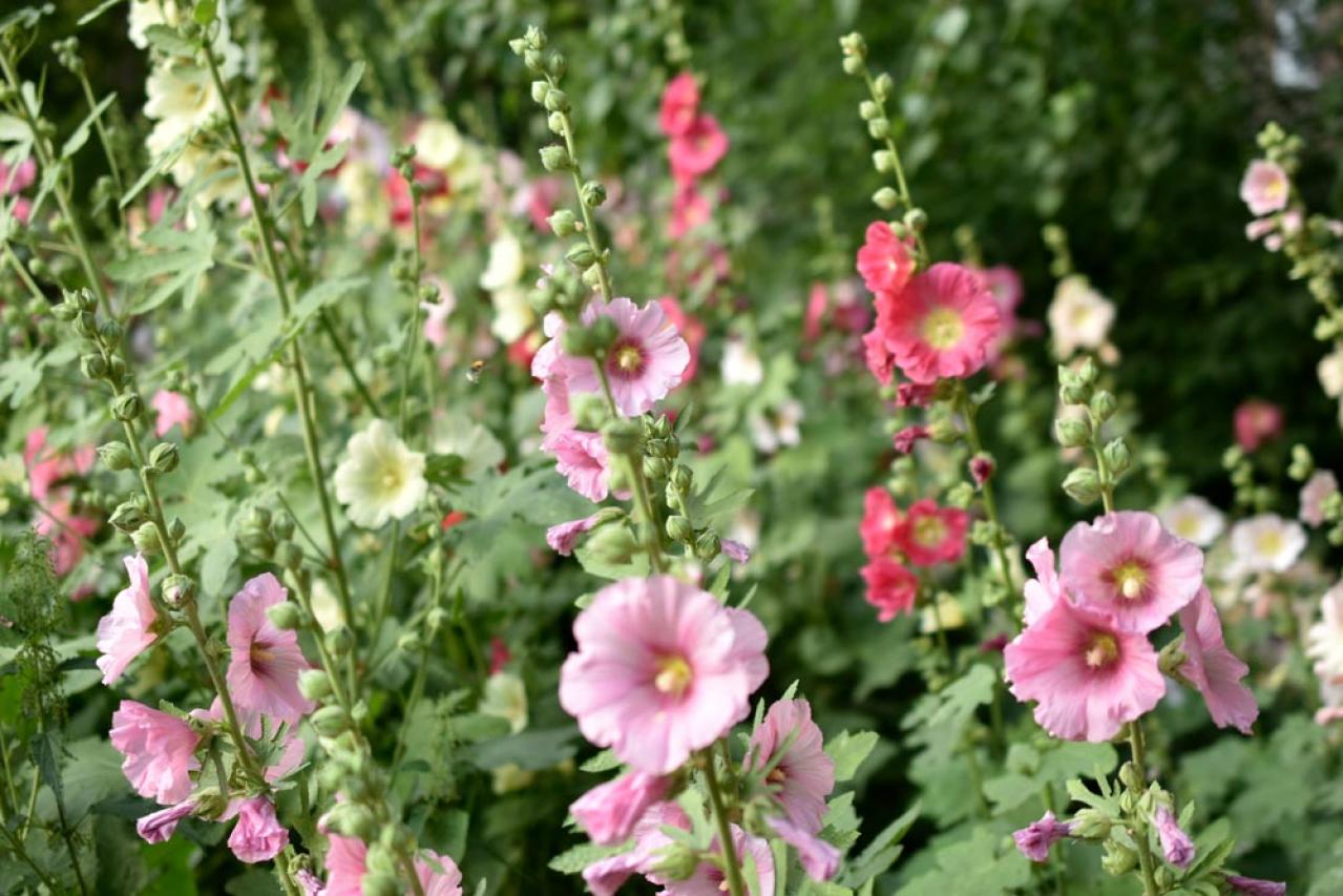 【ガーデニング】ノスタルジックな気分にひたる夏の花8選（画像5）