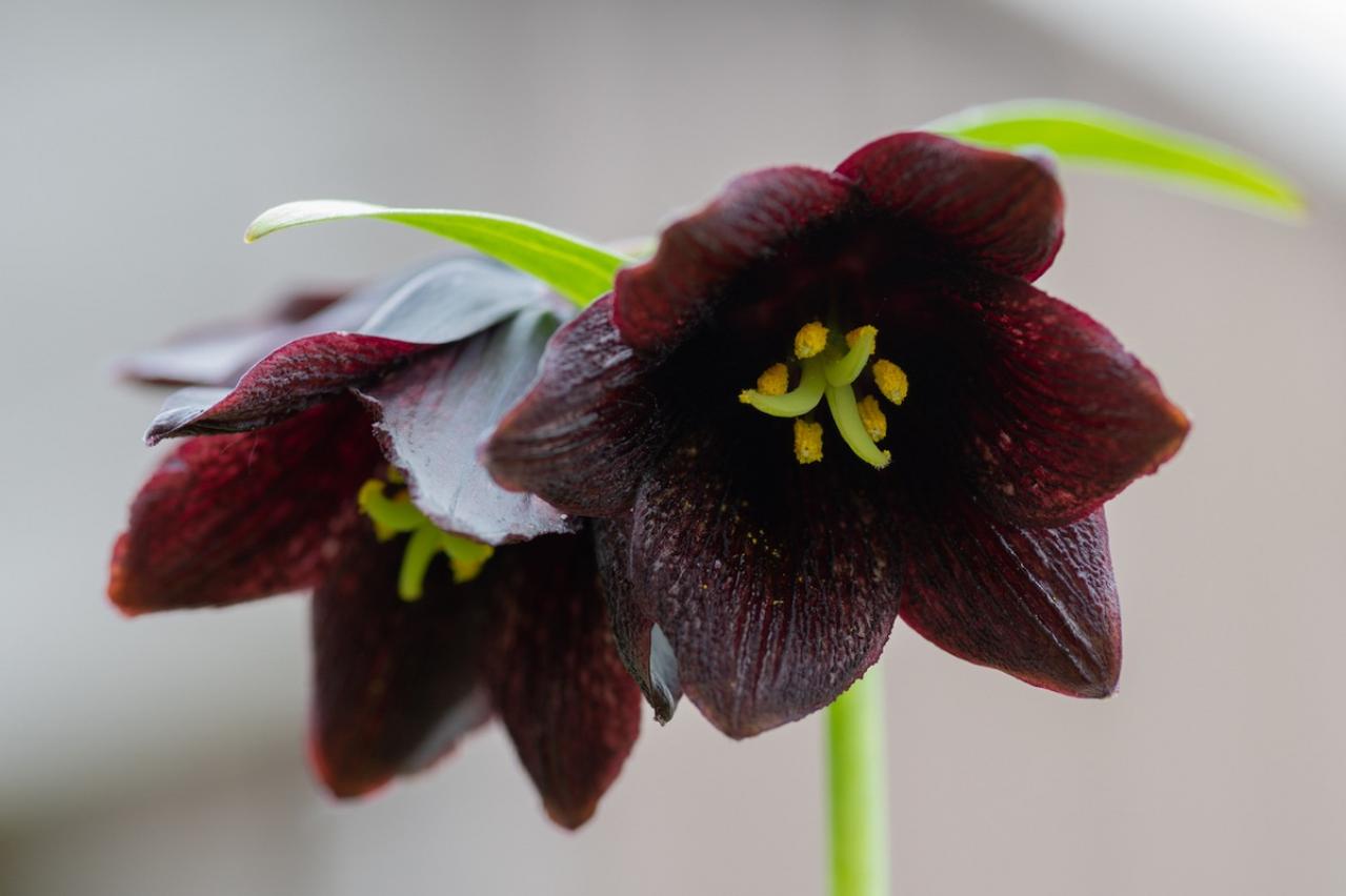 8月の誕生花と花言葉一覧【366日の誕生花と幸せの花言葉】（画像30）