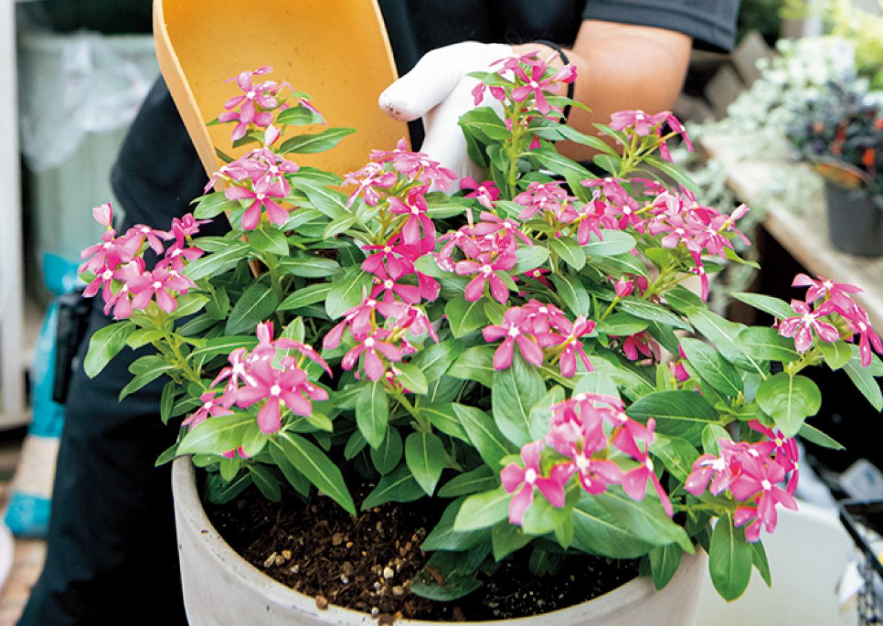 【ガーデニング】初心者でも簡単に作れる「3A」寄せ植えとは？ 夏じゅう楽しめて手入れもラク！（画像14）