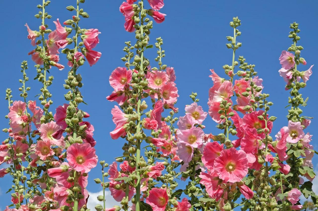 【ガーデニング】ノスタルジックな気分にひたる夏の花8選