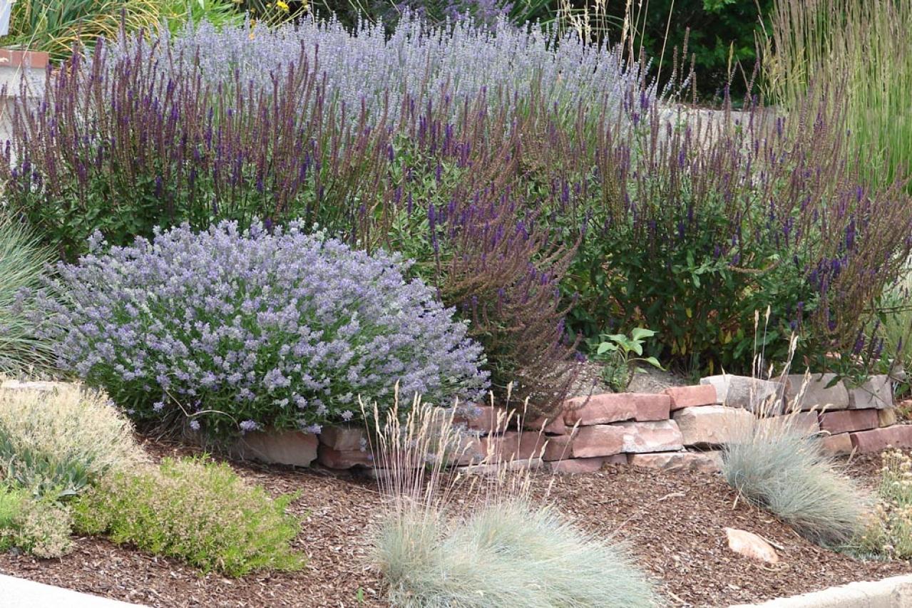 【ガーデニング】かっこいいドライガーデンにおすすめ！乾燥に強い植物［8選］（画像7）