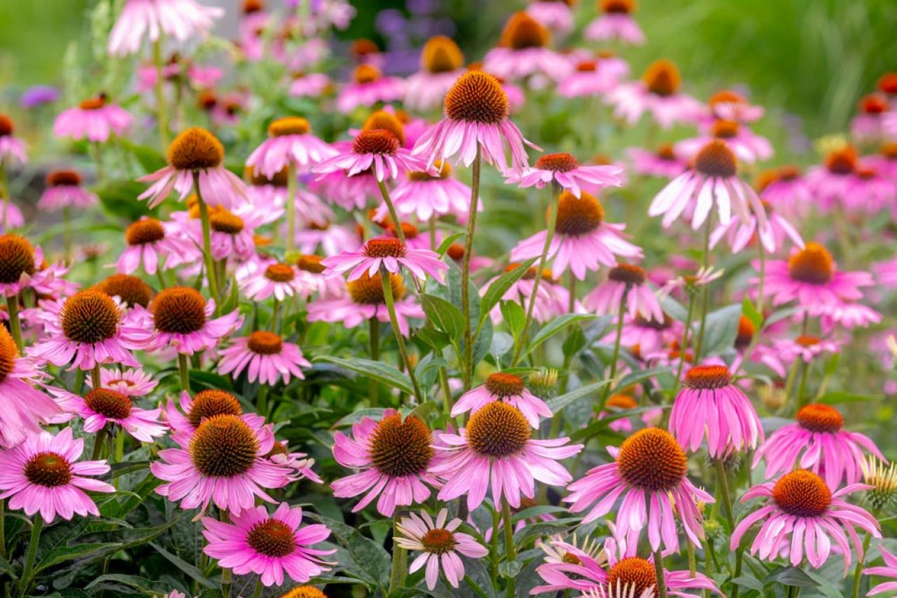 【ガーデニング】かっこいいドライガーデンにおすすめ！乾燥に強い植物［8選］（画像16）