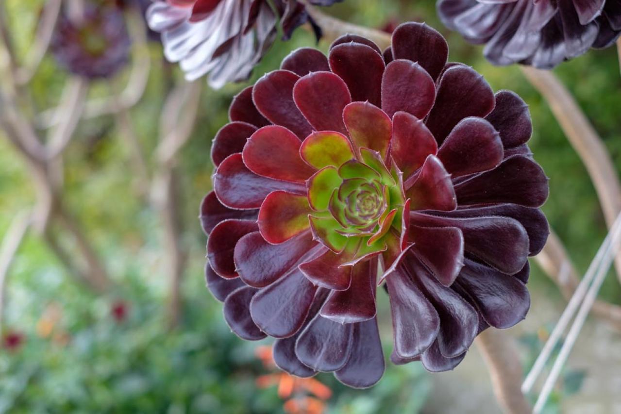 【ガーデニング】かっこいいドライガーデンにおすすめ！乾燥に強い植物［8選］（画像12）