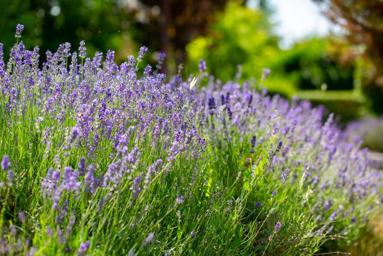 【ガーデニング】かっこいいドライガーデンにおすすめ！乾燥に強い植物［8選］（画像15）