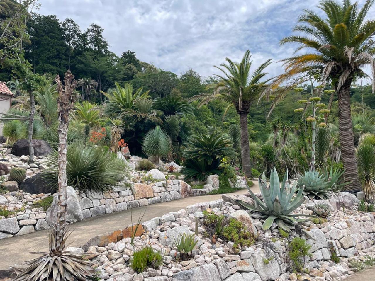 【ガーデニング】かっこいいドライガーデンにおすすめ！乾燥に強い植物［8選］（画像20）