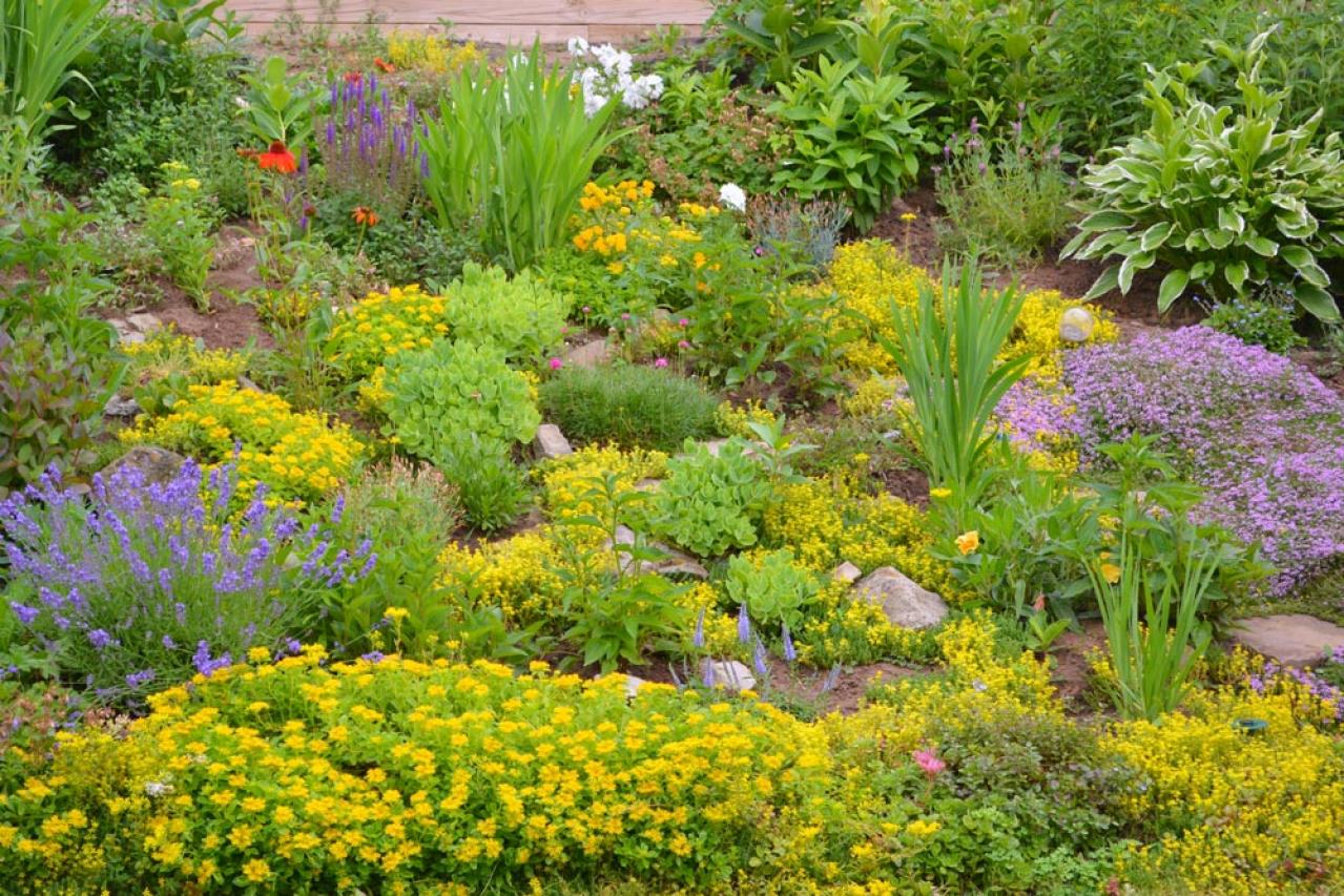 【ガーデニング】かっこいいドライガーデンにおすすめ！乾燥に強い植物［8選］（画像19）