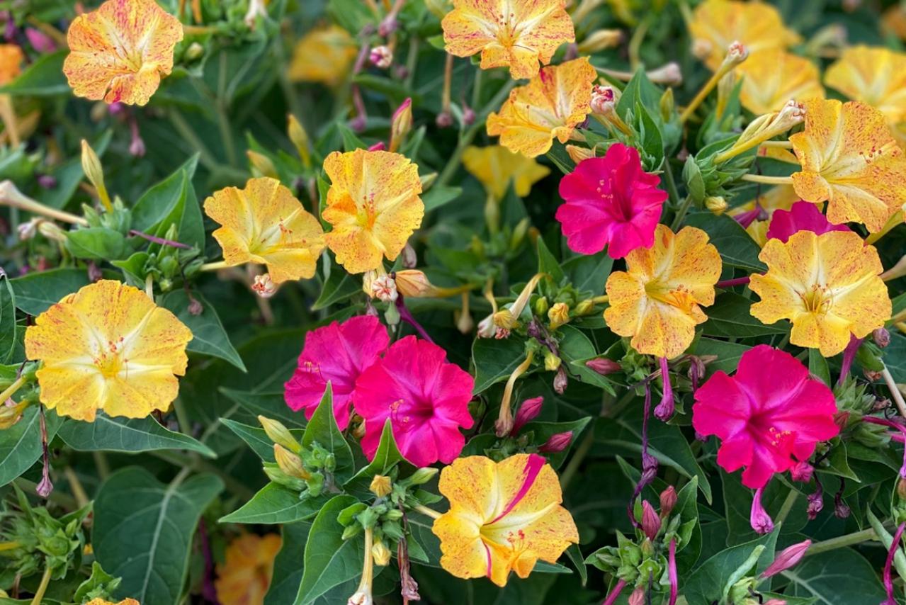 8月5日の花とは？【366日の誕生花と幸せの花言葉】
