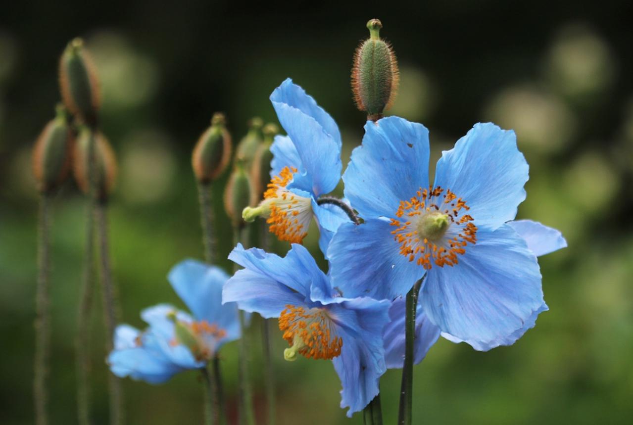 8月4日の花とは？【366日の誕生花と幸せの花言葉】