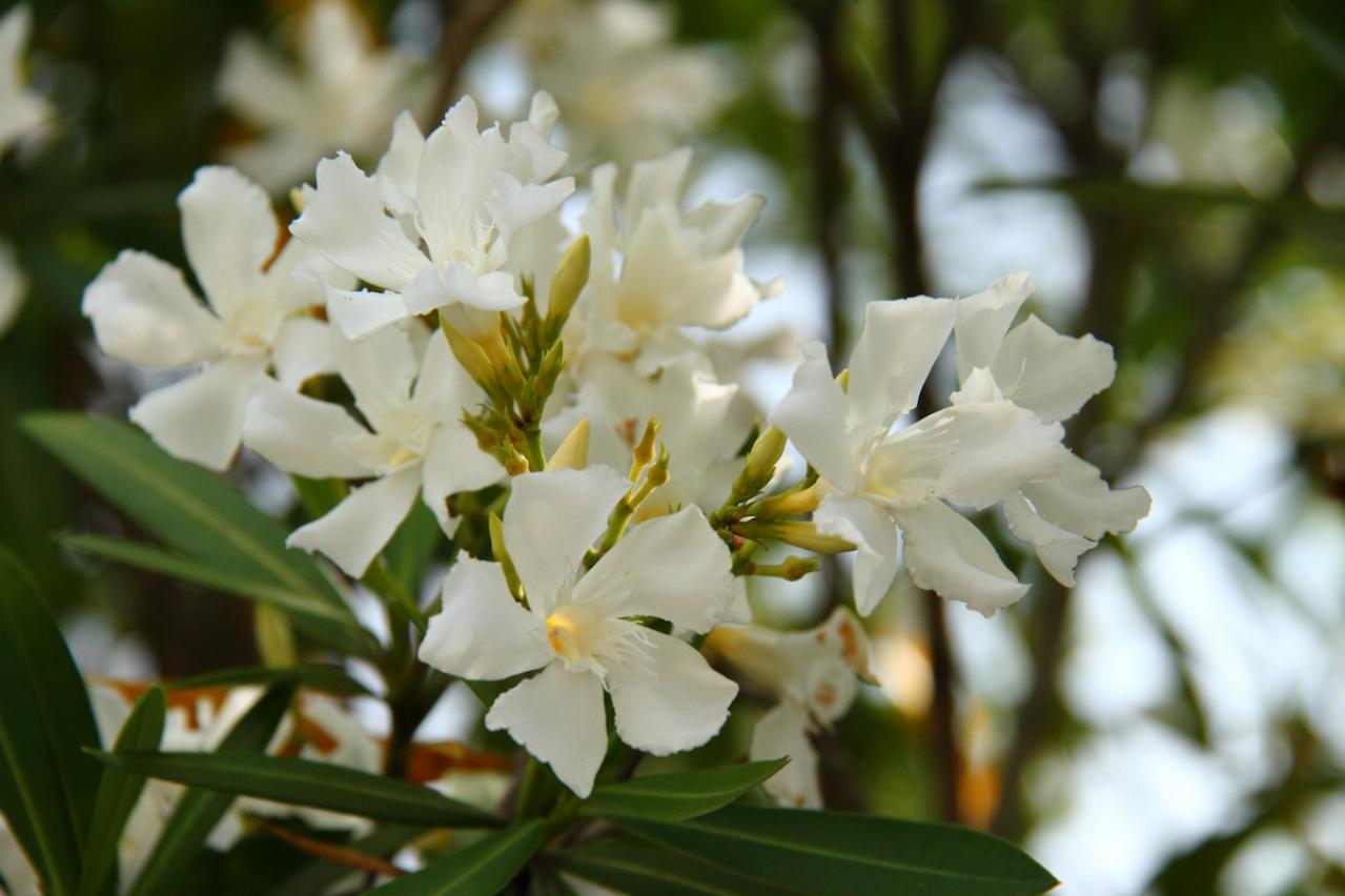 8月3日の花とは？【366日の誕生花と幸せの花言葉】