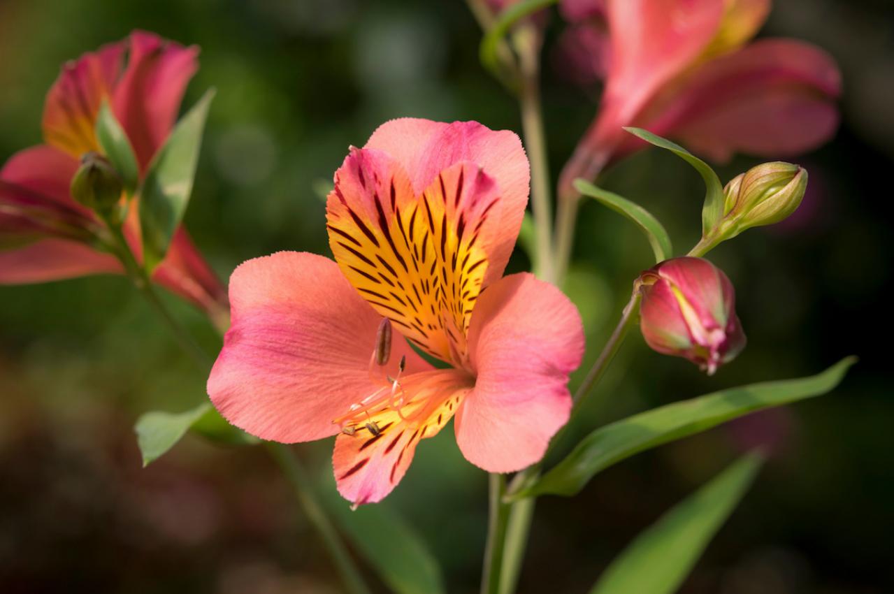8月1日の花とは？【366日の誕生花と幸せの花言葉】