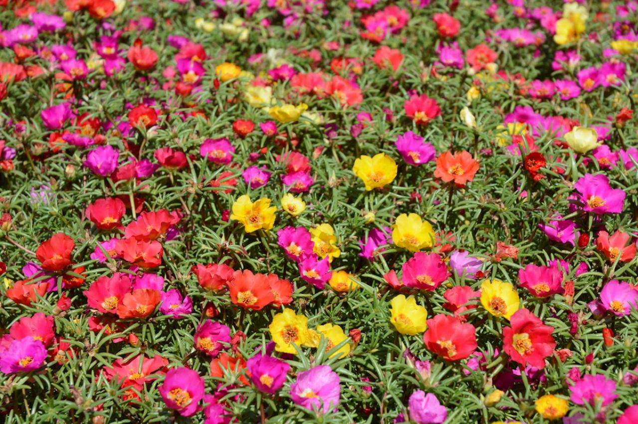 8月2日の花とは？【366日の誕生花と幸せの花言葉】