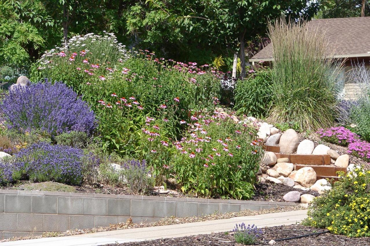 【ガーデニング】乾燥に強いスタイリッシュな植物8選。ドライガーデンがカッコいい！