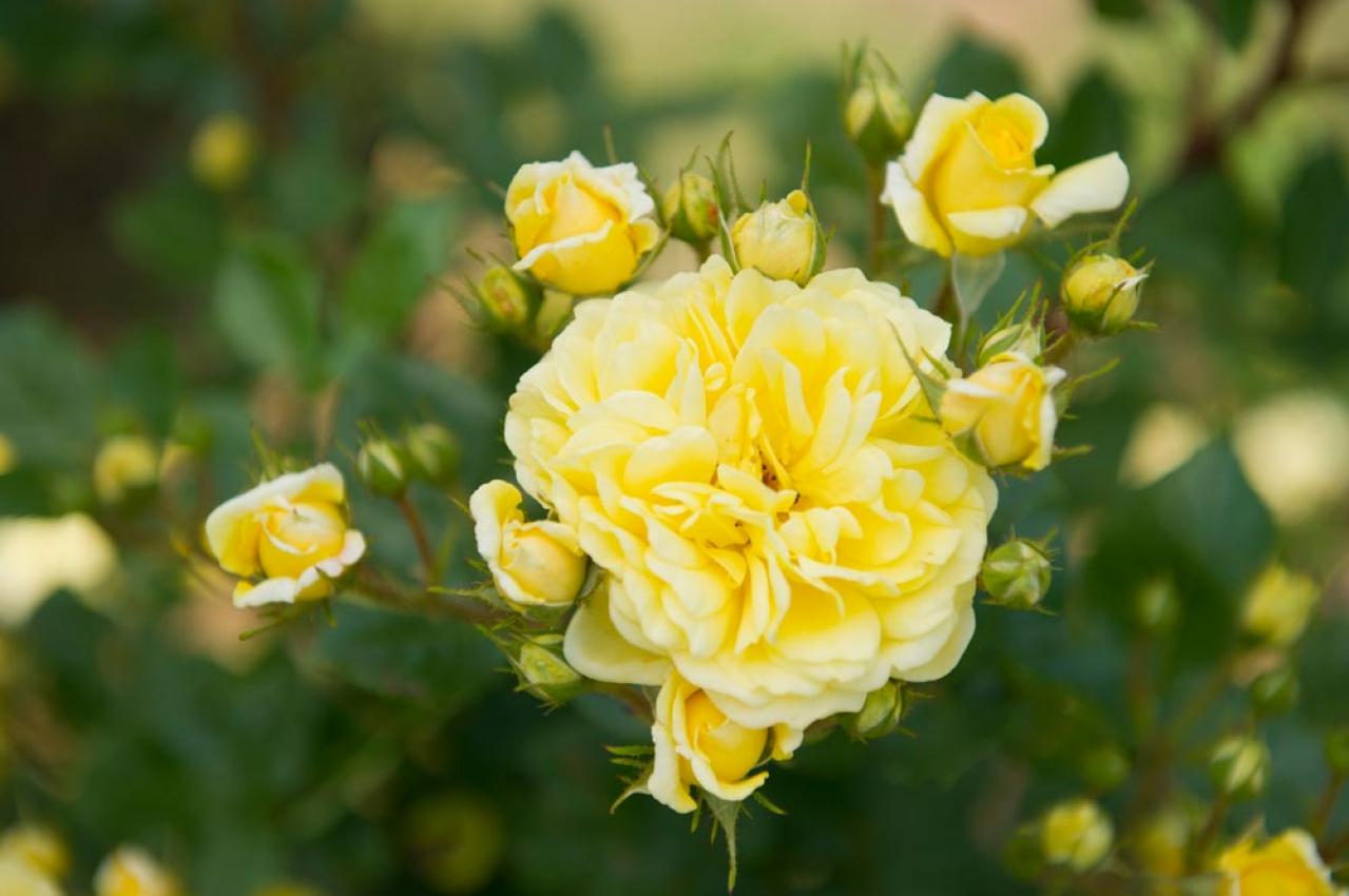 【ガーデニング】真夏のバラは「葉」が命！暑さに強いバラ5選（画像3）