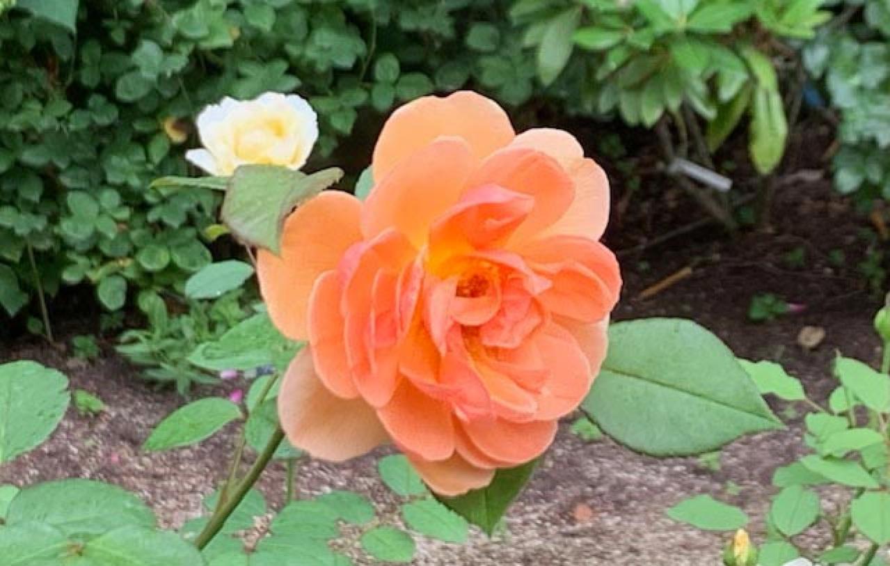 【ガーデニング】真夏のバラは「葉」が命！暑さに強いバラ5選（画像4）