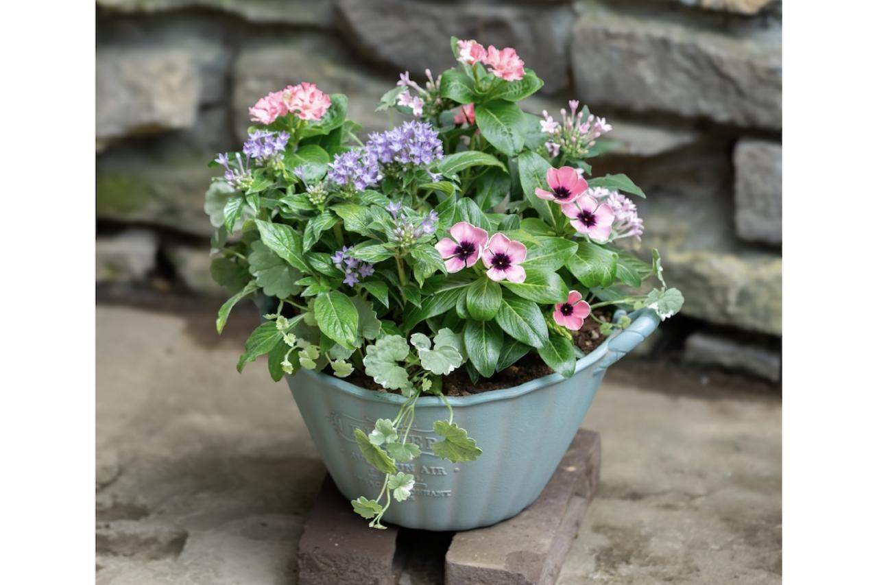 【ガーデニング】ピンクでまとめてロマンチックな印象！ニチニチソウ、ペンタスが主役の「夏の寄せ植え」