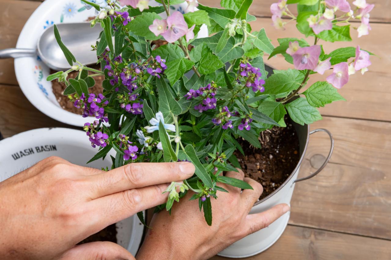 ガーデニング【富田英明さんの寄せ植え】初心者でも上手に作れる！ ブルー、パープルで涼しげな夏のコンテナ（画像15）