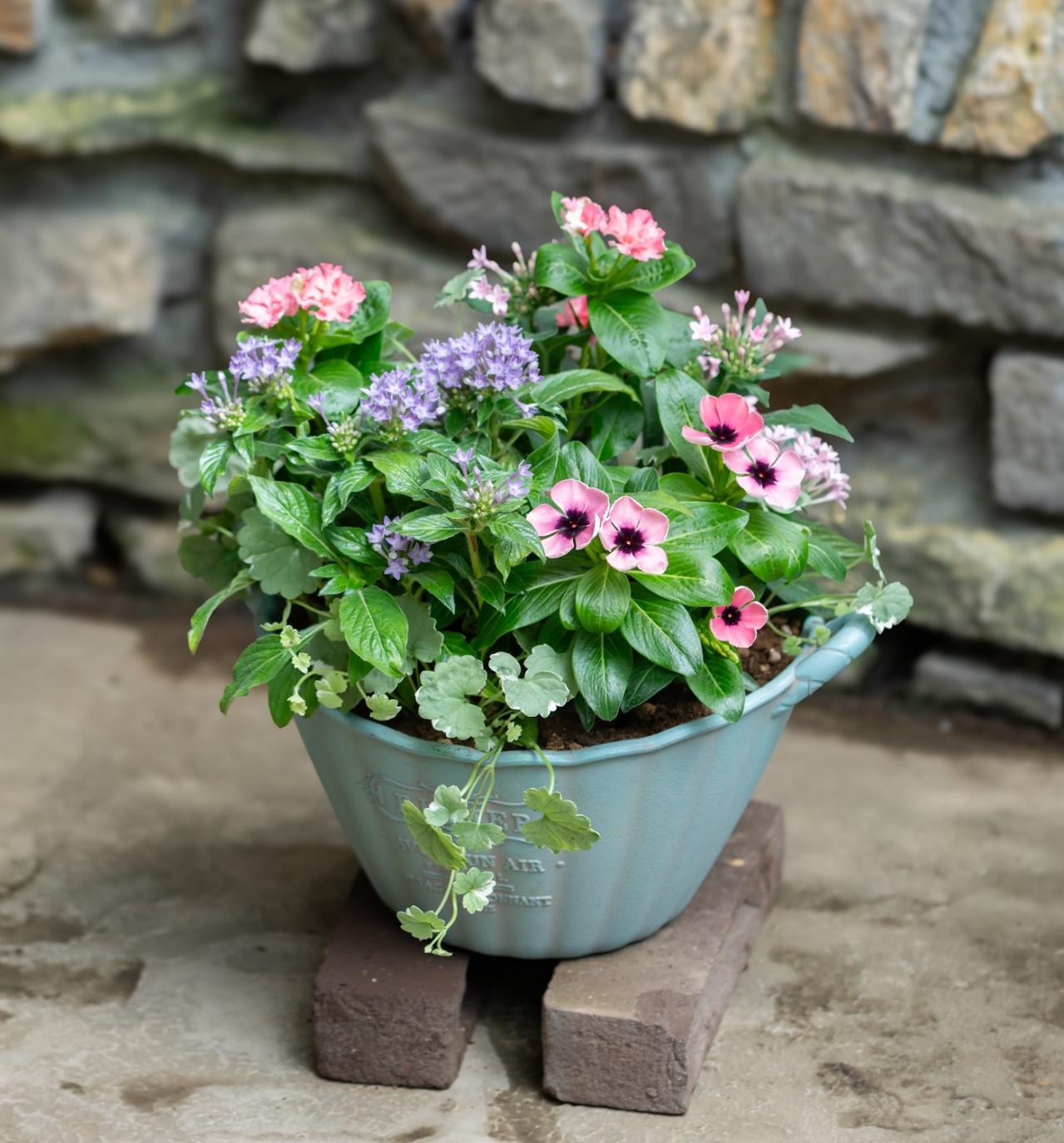 ガーデニング【富田英明さんの寄せ植え】みんな大好き！ピンクでロマンチックな夏のコンテナ（画像19）