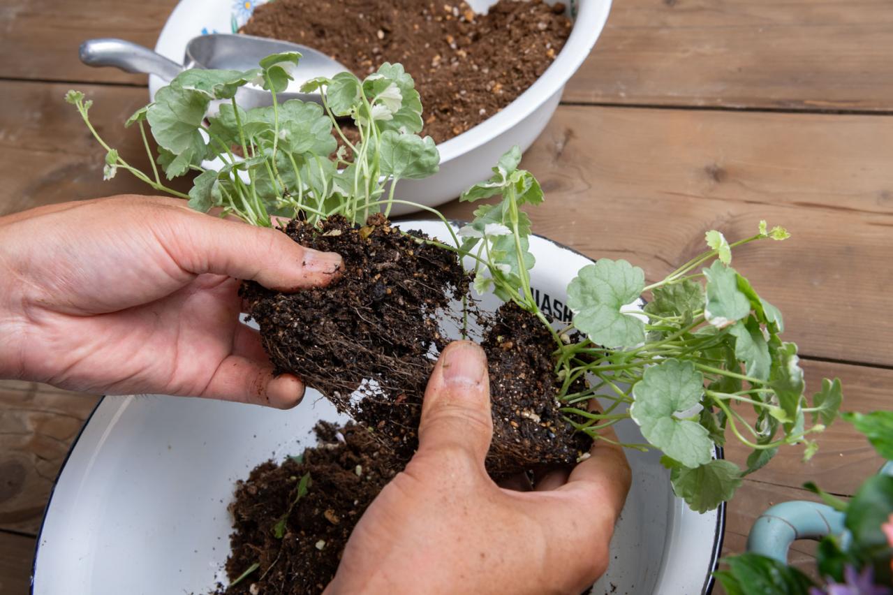 ガーデニング【富田英明さんの寄せ植え】みんな大好き！ピンクでロマンチックな夏のコンテナ（画像13）