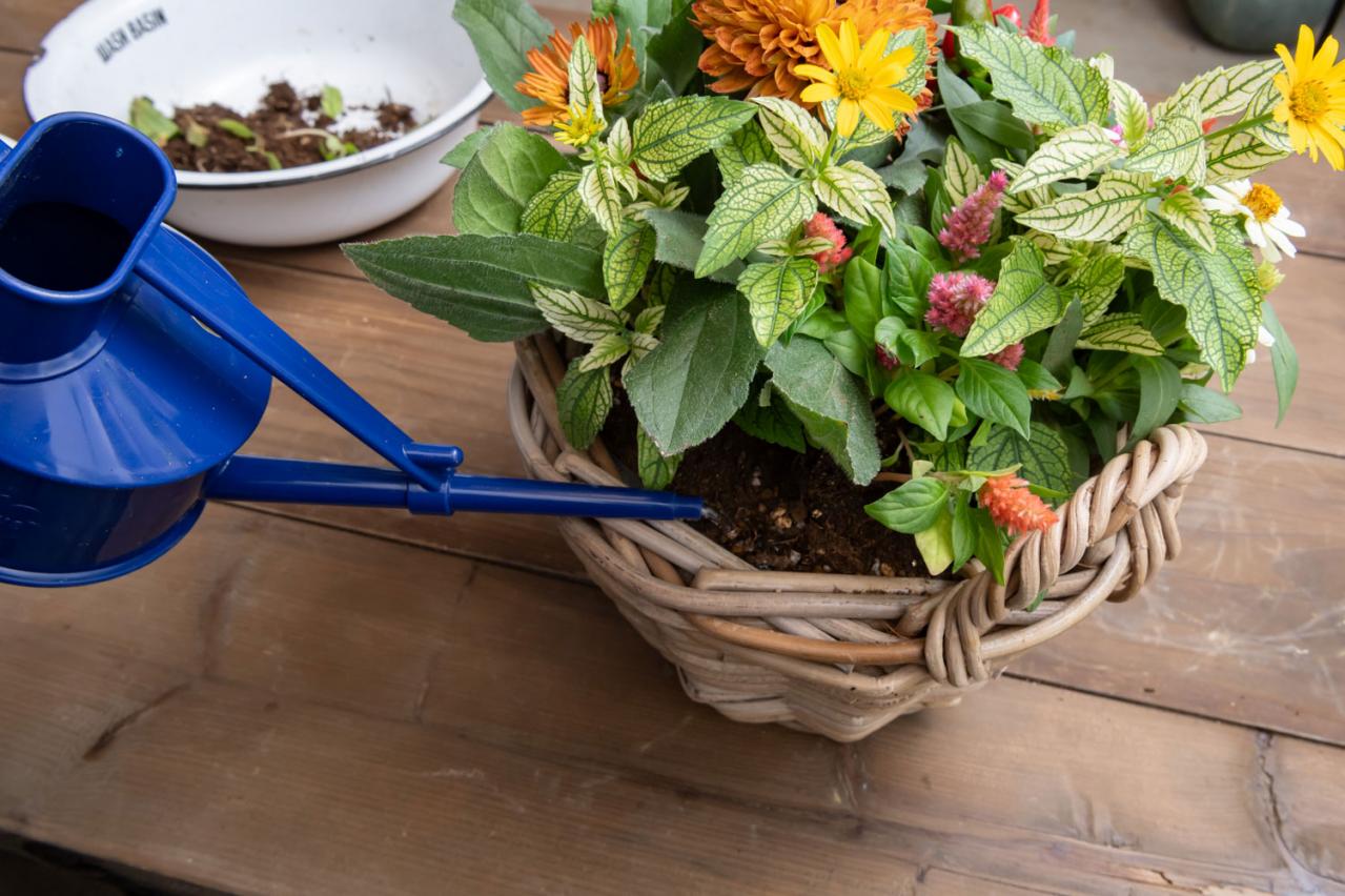 ガーデニング【富田英明さんの寄せ植え】見るだけで元気をもらえる！ ホットカラーの花のコンテナ（画像20）