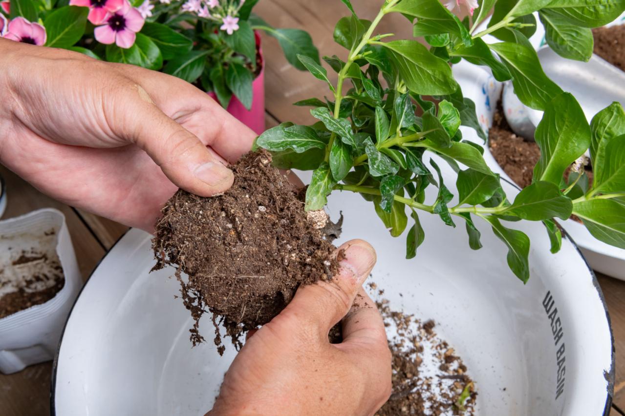 【ガーデニング】ピンクでまとめてロマンチックな印象！ニチニチソウ、ペンタスが主役の「夏の寄せ植え」（画像8）