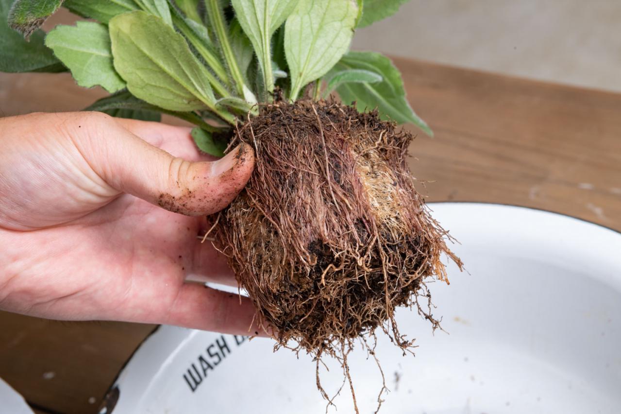 【ガーデニング】見るだけで元気をもらえる！ レッド、イエロー、オレンジの花の「夏の寄せ植え」（画像11）