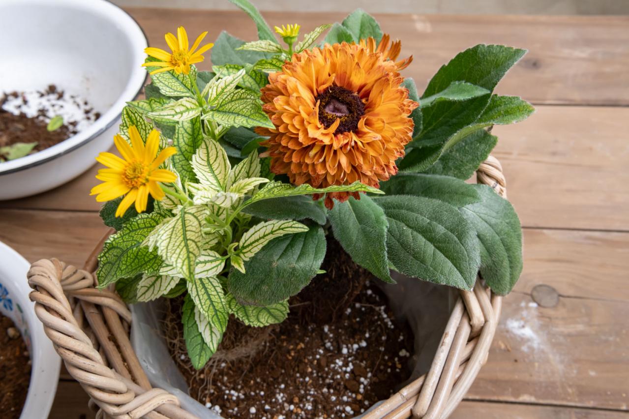 ガーデニング【富田英明さんの寄せ植え】見るだけで元気をもらえる！ ホットカラーの花のコンテナ（画像13）