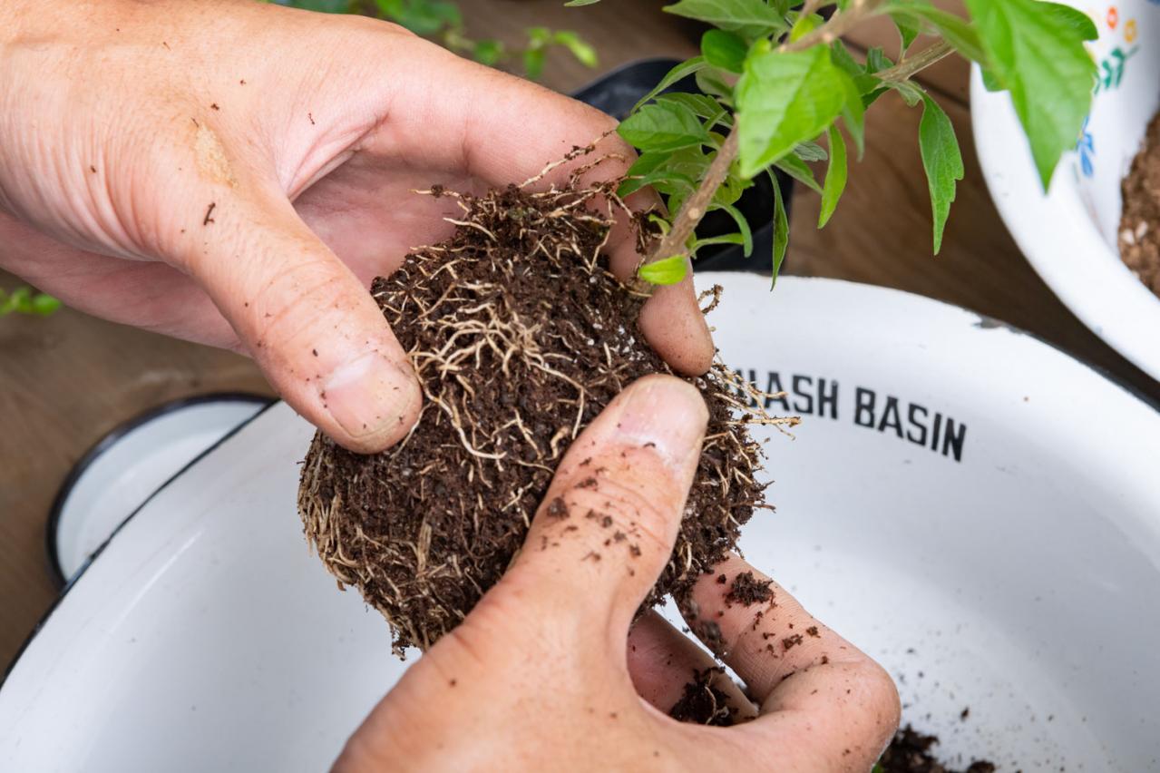 ガーデニング【富田英明さんの寄せ植え】初心者でも上手に作れる！ ブルー、パープルで涼しげな夏のコンテナ（画像12）