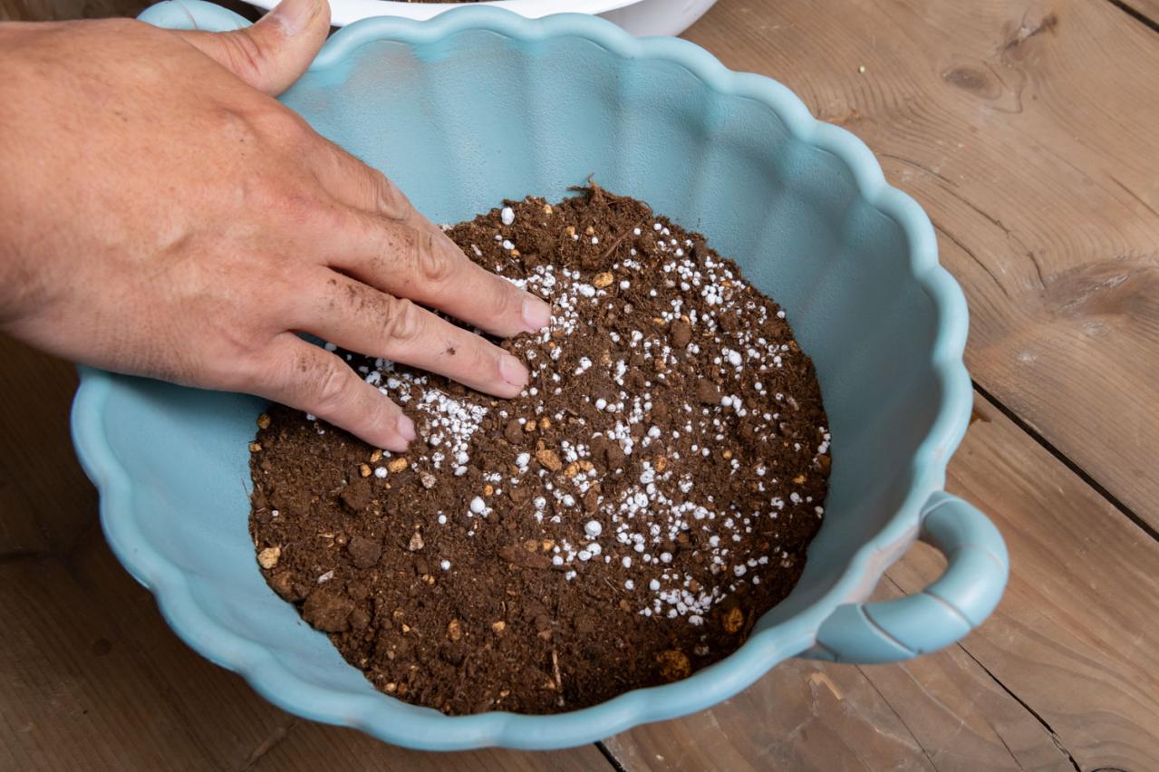 【ガーデニング】ピンクでまとめてロマンチックな印象！ニチニチソウ、ペンタスが主役の「夏の寄せ植え」（画像7）