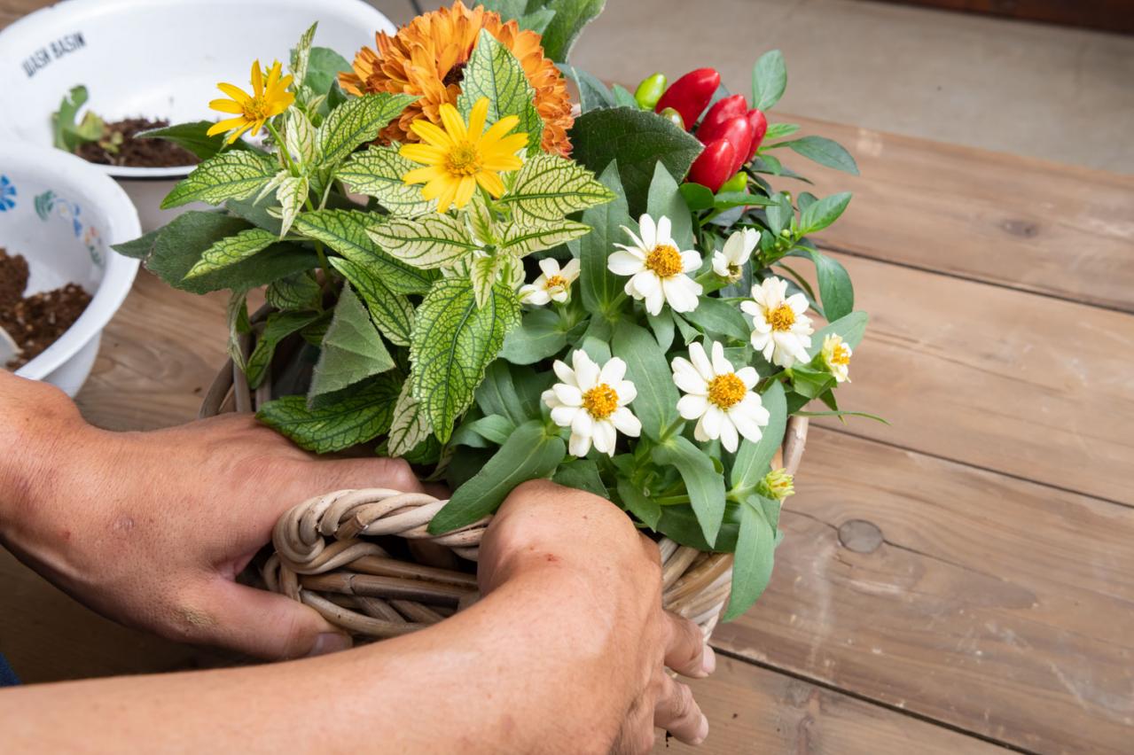 ガーデニング【富田英明さんの寄せ植え】見るだけで元気をもらえる！ ホットカラーの花のコンテナ（画像15）