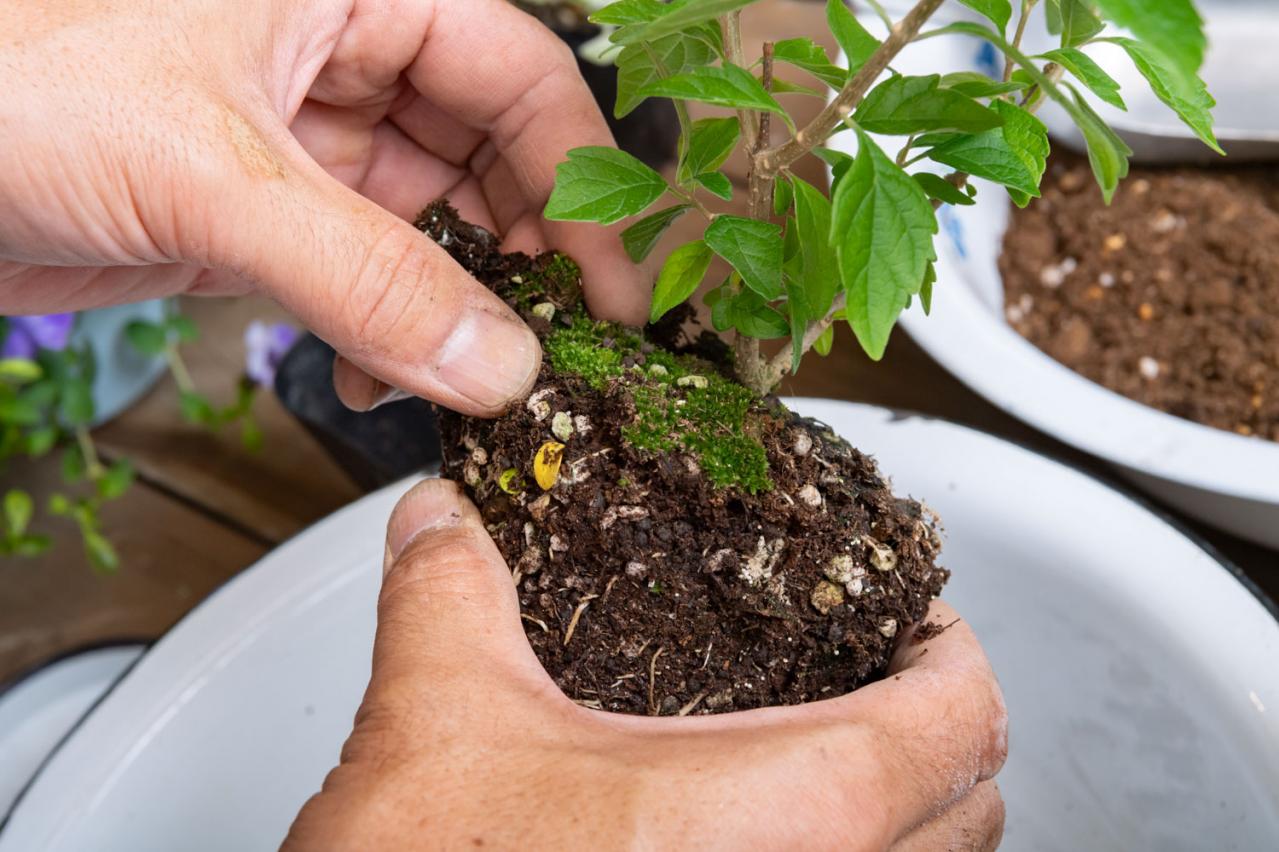ガーデニング【富田英明さんの寄せ植え】初心者でも上手に作れる！ ブルー、パープルで涼しげな夏のコンテナ（画像11）