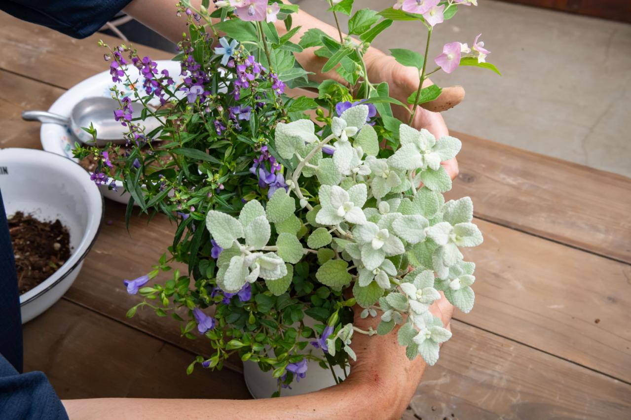 ガーデニング【富田英明さんの寄せ植え】初心者でも上手に作れる！ ブルー、パープルで涼しげな夏のコンテナ（画像17）