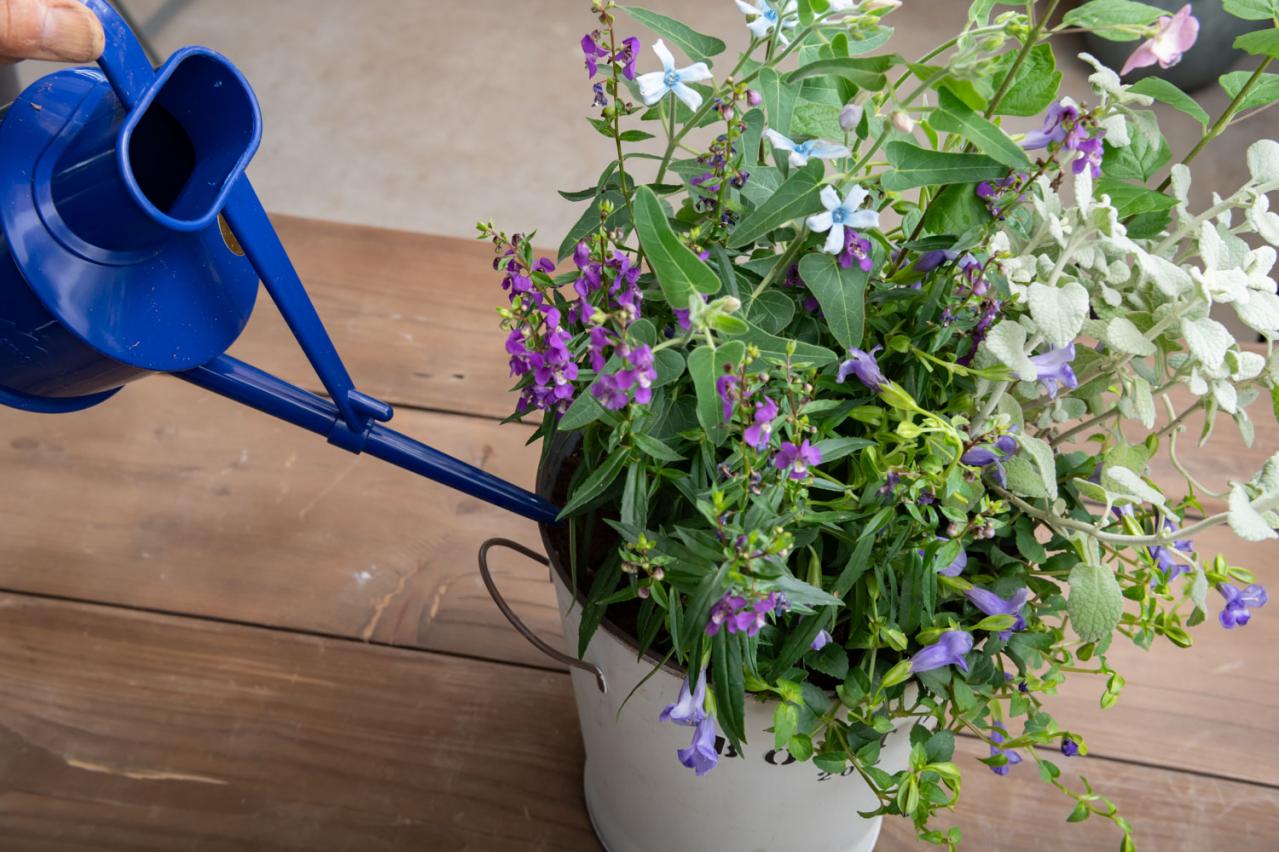 ガーデニング【富田英明さんの寄せ植え】初心者でも上手に作れる！ ブルー、パープルで涼しげな夏のコンテナ（画像19）