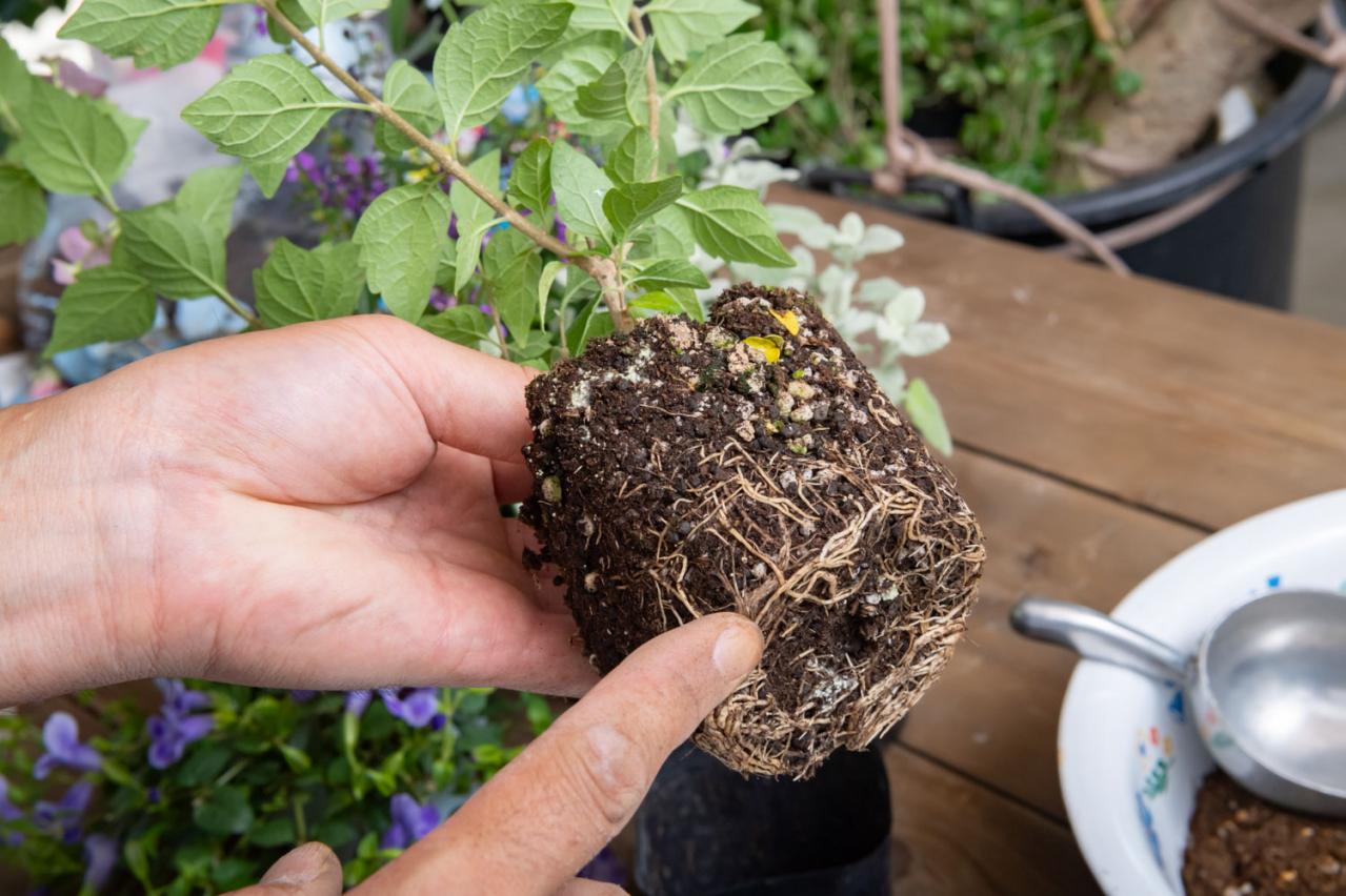 ガーデニング【富田英明さんの寄せ植え】初心者でも上手に作れる！ ブルー、パープルで涼しげな夏のコンテナ（画像10）