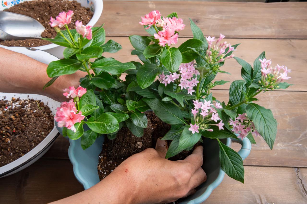 【ガーデニング】ピンクでまとめてロマンチックな印象！ニチニチソウ、ペンタスが主役の「夏の寄せ植え」（画像9）