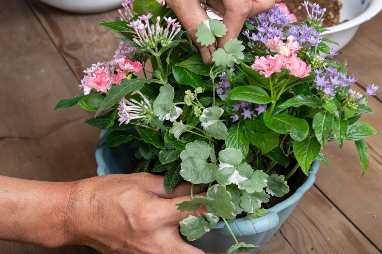 ガーデニング【富田英明さんの寄せ植え】みんな大好き！ピンクでロマンチックな夏のコンテナ（画像15）