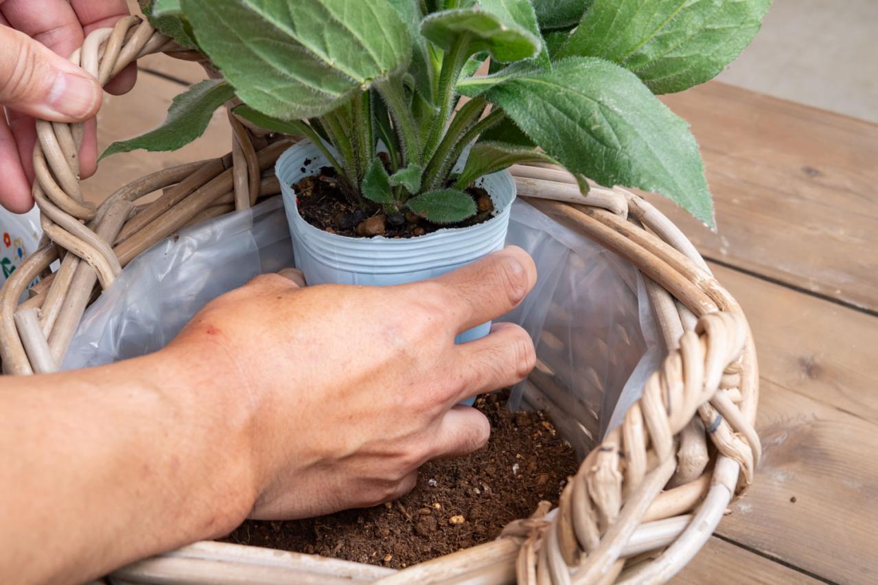 【ガーデニング】見るだけで元気をもらえる！ レッド、イエロー、オレンジの花の「夏の寄せ植え」（画像7）