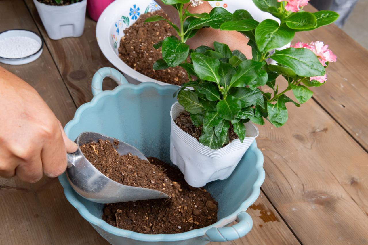 【ガーデニング】ピンクでまとめてロマンチックな印象！ニチニチソウ、ペンタスが主役の「夏の寄せ植え」（画像6）