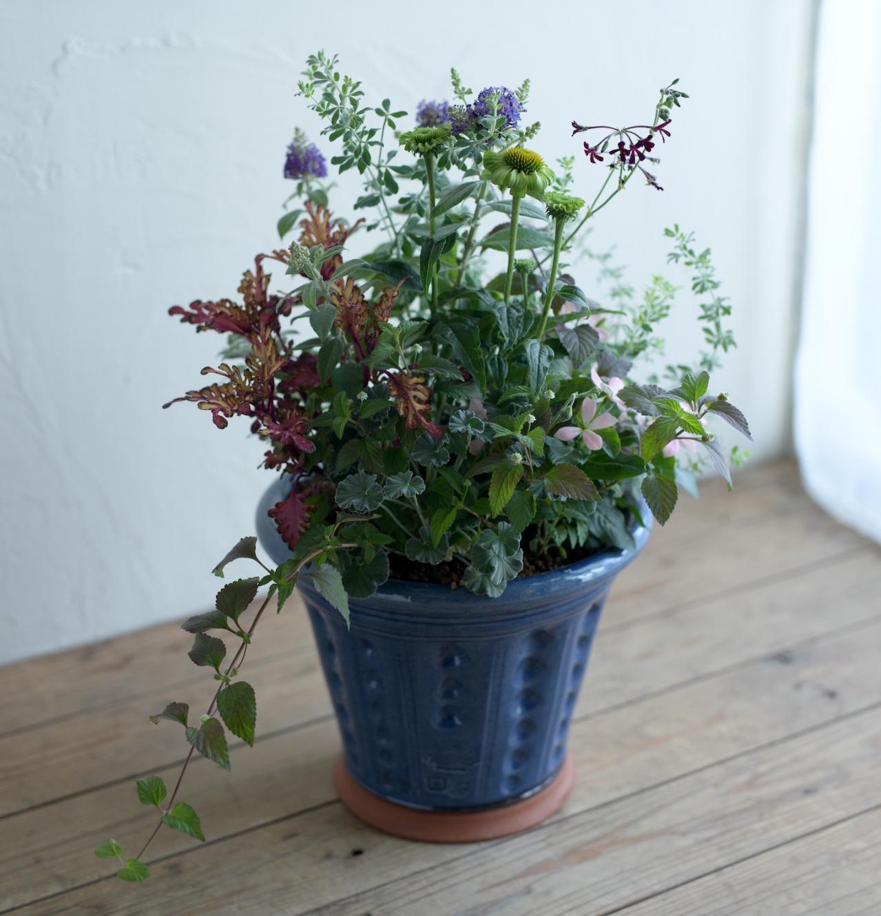 ガーデニング【富田英明さんの寄せ植え】初心者でも上手に作れる！ ブルー、パープルで涼しげな夏のコンテナ（画像3）