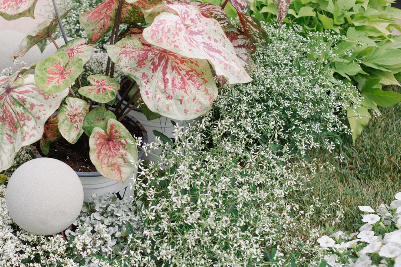 【ガーデニング】夏の日陰で涼しげに咲く花8選は、意外なほど華やか！（画像14）