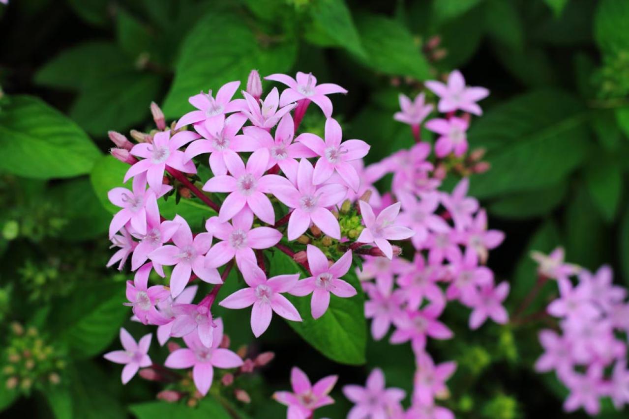 【ガーデニング】夏の日陰で涼しげに咲く花8選は、意外なほど華やか！（画像12）