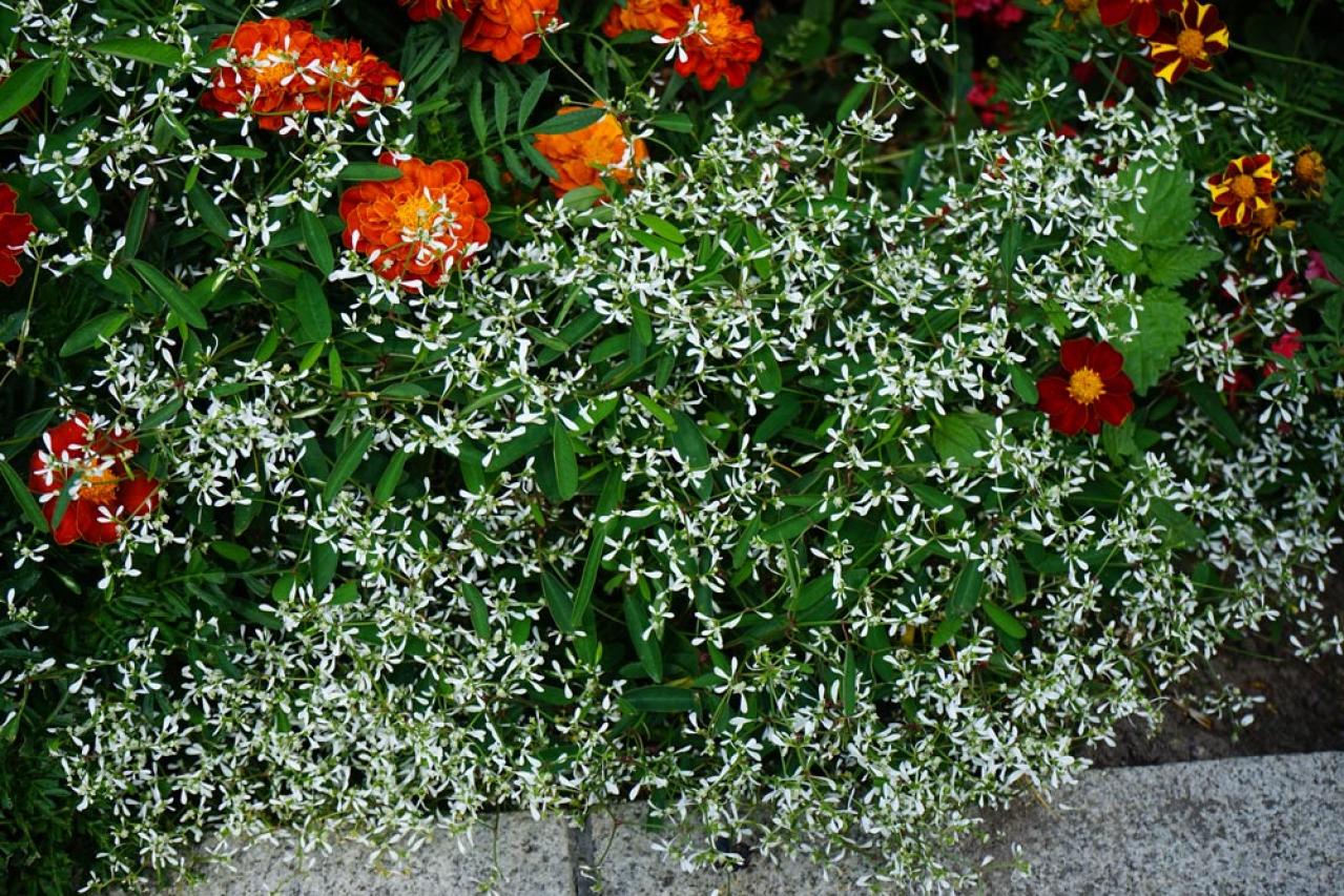 【ガーデニング】夏の日陰で涼しげに咲く花8選は、意外なほど華やか！（画像11）