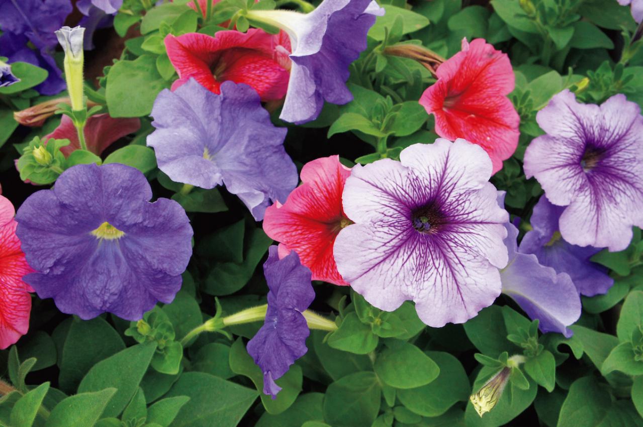 8月16日の花とは？【366日の誕生花と幸せの花言葉】
