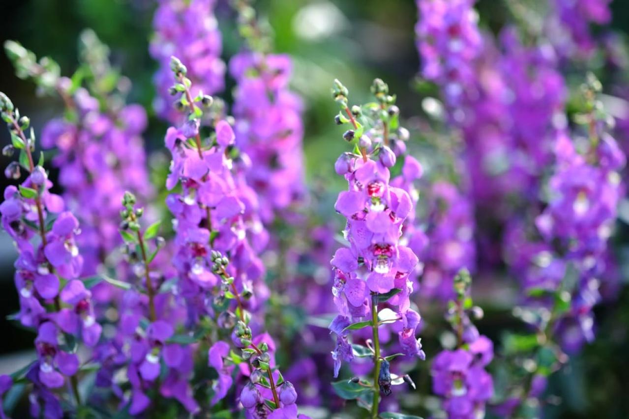 【ガーデニング】日陰でも咲く理由がある！猛暑に強い花［8選］と育て方のコツ（画像7）