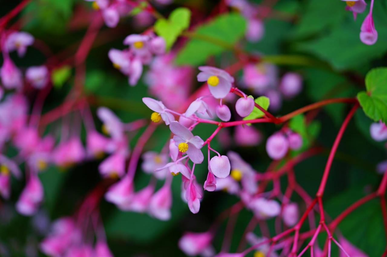 【ガーデニング】日陰でも咲く理由がある！猛暑に強い花［8選］と育て方のコツ