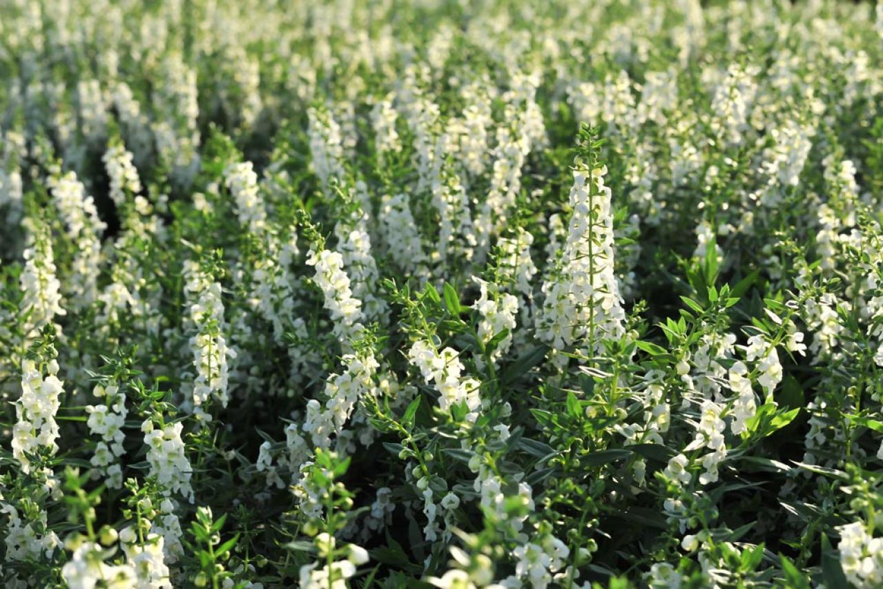 【ガーデニング】日陰でも咲く理由がある！猛暑に強い花［8選］と育て方のコツ（画像8）