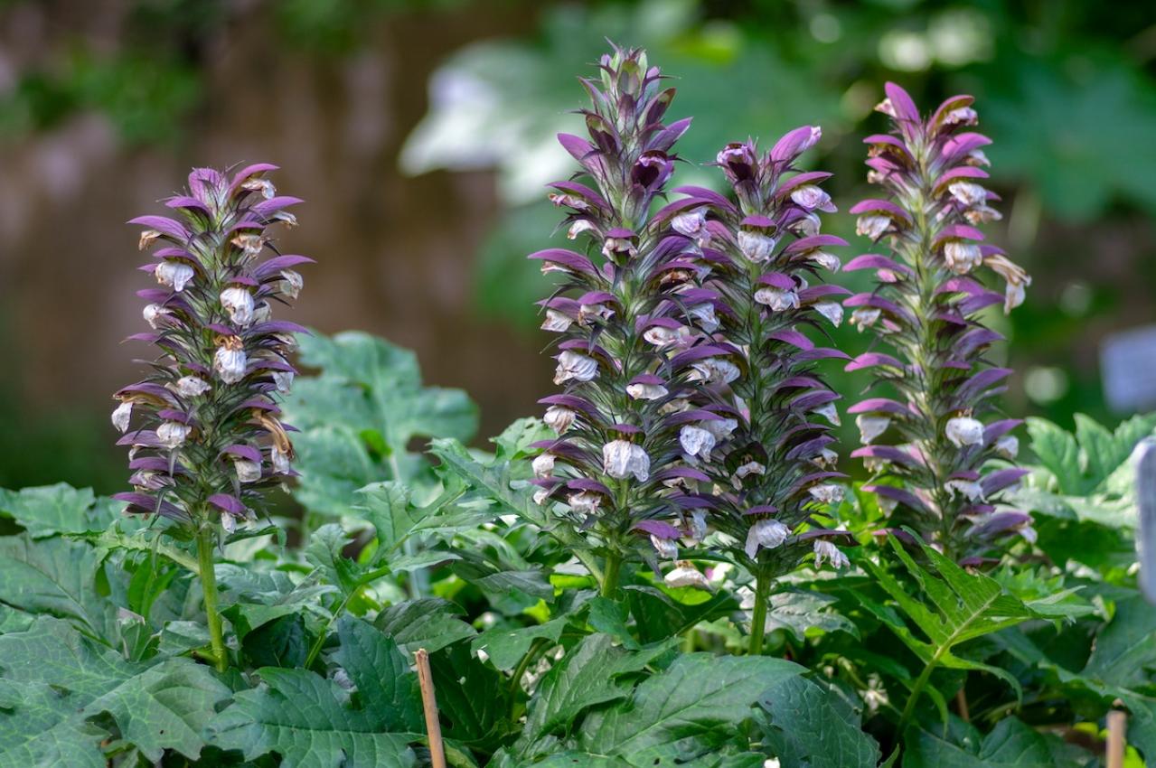 8月13日の花とは？【366日の誕生花と幸せの花言葉】