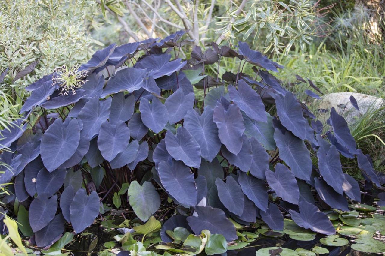 【ガーデニング】目に涼やか、夏のリーフガーデン。個性的で華やかなリーフプランツ8選（画像12）